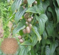 山药豆大小分级筛专用设备芭乐视频APP下载汅网站进入